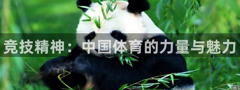 利记官网下载平台是正规平台吗:竞技精神:中国体育的力量与魅力